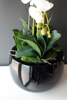 efektowny storczyk Fiberglass Grande Black Shine w czarnej donicy, wys.85cm 