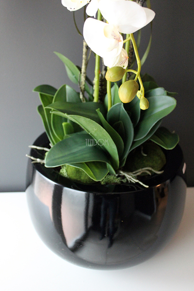 efektowny storczyk Fiberglass Grande Black Shine w czarnej donicy, wys.85cm 