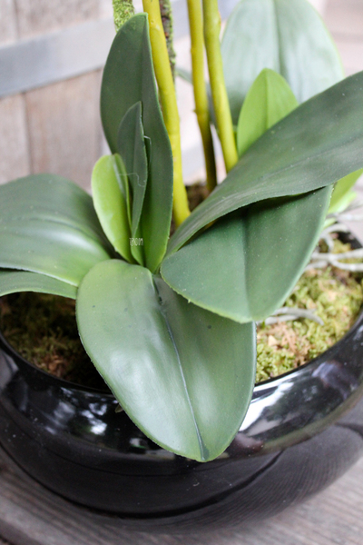 storczyk w czarnej okrągłej donicy Black 3, wys.60cm