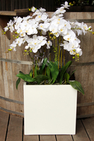 duży storczyk Marco Grande, wys. ok.120cm 