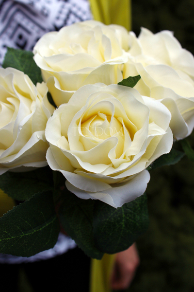 bukiet 6 szt. kremowych róż, wys.26cm