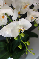 Srebrny Apartament średni storczyk w eleganckim metalowym naczyniu wys.70cm