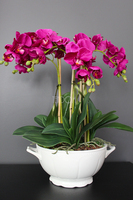 storczyk Waza Fuksja w ciekawej donicy - wazie porcelanowej, wys.49cm