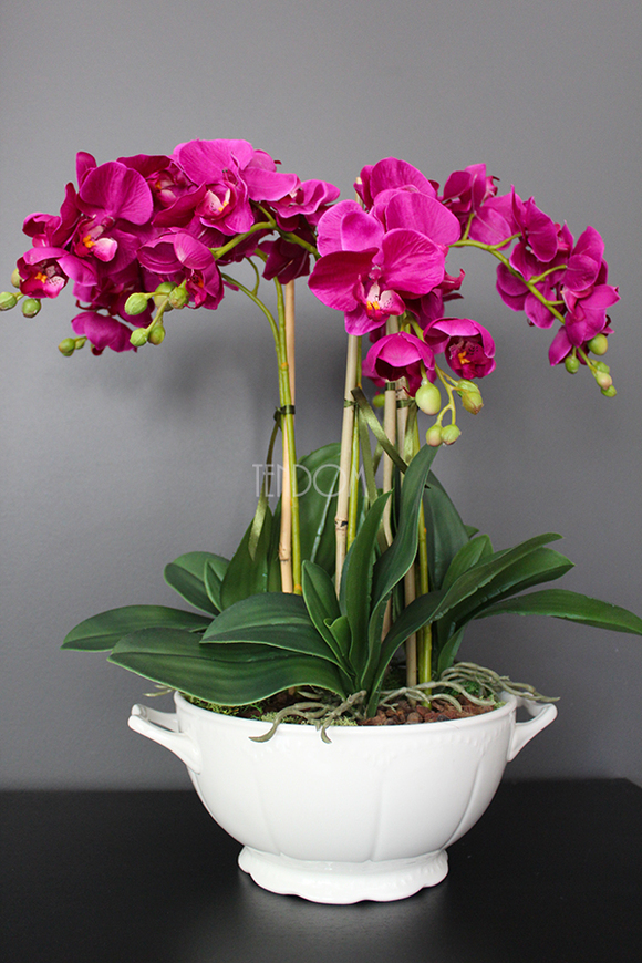 storczyk Waza Fuksja w ciekawej donicy - wazie porcelanowej, wys.49cm