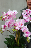 różowy storczyk Flower w asymetrycznej donicy w kształcie kwiatu, wys.60cm