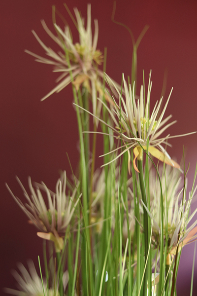 Marieta, sztuczna trawa z kwiatostanami, wys.90cm