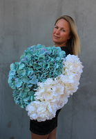 bukiet biało - śmietankowych hortensji, Leonna, wys.98cm