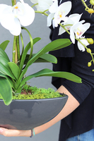 ekskluzywny storczyk Laos w antracytowej donicy, wys.63cm