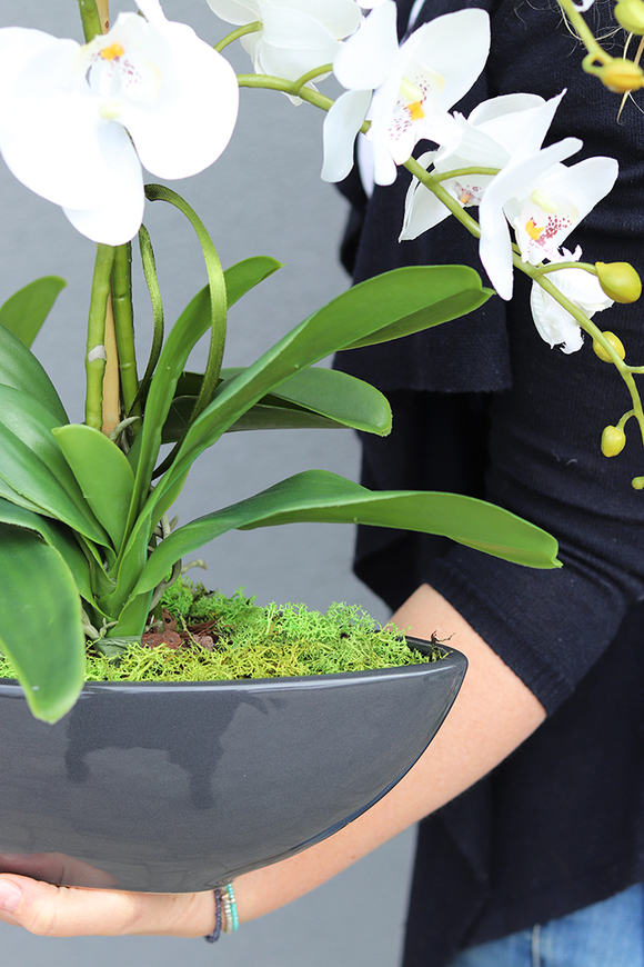 ekskluzywny storczyk Laos w antracytowej donicy, wys.63cm