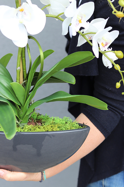 ekskluzywny storczyk Laos w antracytowej donicy, wys.63cm