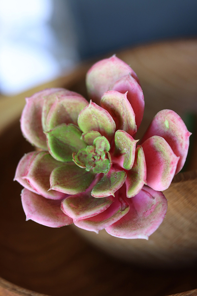 gumowa sztuczna roślina, Sukulent różowy 63,wym.10x20cm