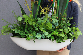 Big Laos Sukulenty & Strelicja, egzotyczna kompozycja w białej donicy, wym.82x75cm