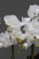 Kolenate Antracyt, storczyki z sukulentami w podłużnej donicy, wys.74cm 