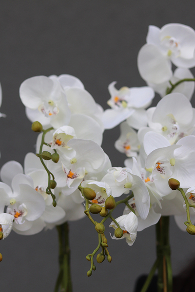 Kolenate Antracyt, storczyki z sukulentami w podłużnej donicy, wys.74cm 