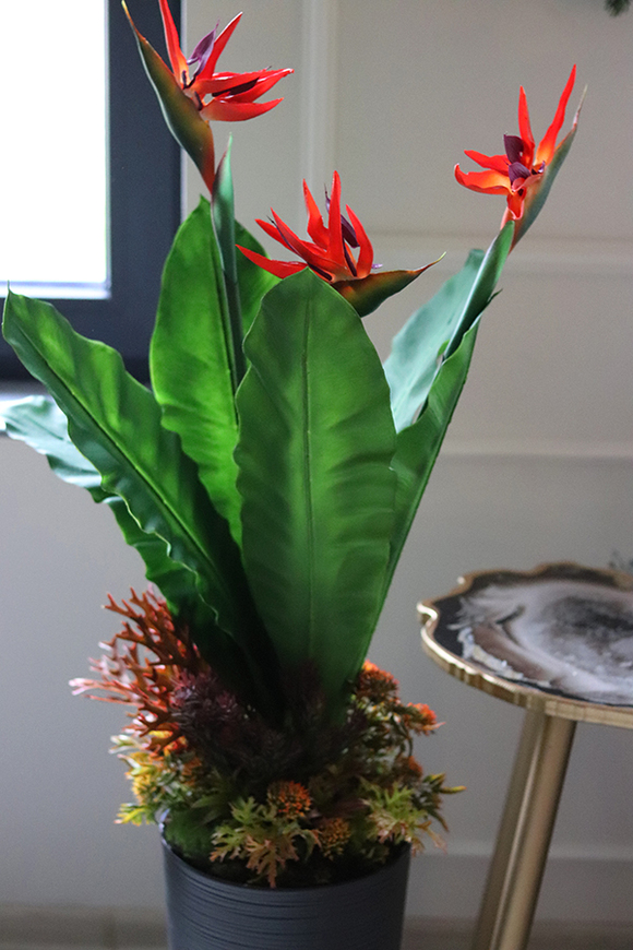 oryginalna kompozycja Strelicja Genassa Red, wym.145cm