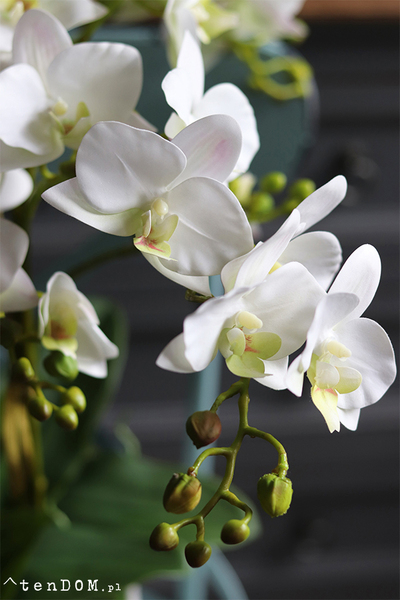 Ivette, gumowy storczyk w donicy z drewnianą podstawą, wys.68cm 