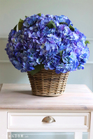bardzo bogaty kosz hortensji, Blue Provance Azur, wym.52x48cm