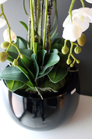 efektowny storczyk Fiberglass Grande Black Shine w czarnej donicy, wys.85cm 