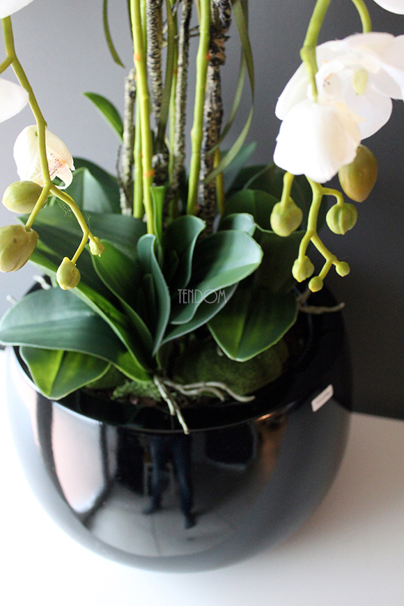 efektowny storczyk Fiberglass Grande Black Shine w czarnej donicy, wys.85cm 