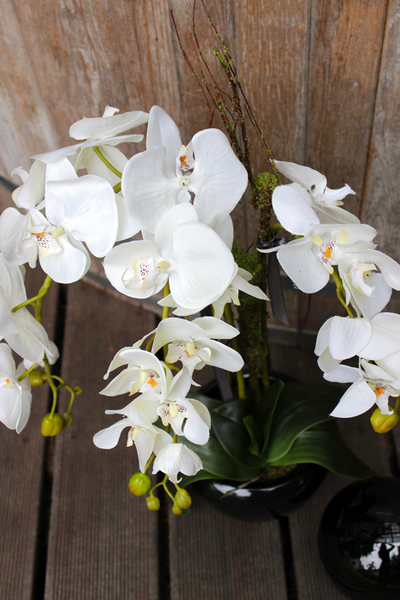 storczyk w czarnej okrągłej donicy Black 3, wys.60cm