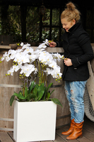 duży storczyk Marco Grande, wys. ok.120cm 