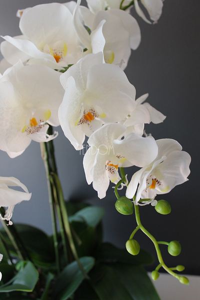 Srebrny Apartament średni storczyk w eleganckim metalowym naczyniu wys.70cm