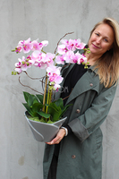 różowy storczyk Flower w asymetrycznej donicy w kształcie kwiatu, wys.60cm