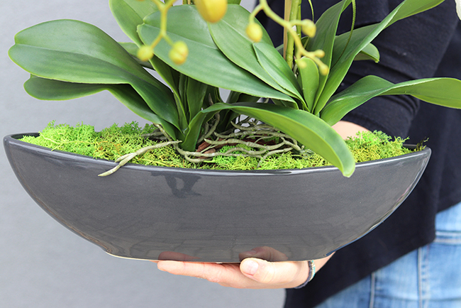 ekskluzywny storczyk Laos w antracytowej donicy, wys.63cm