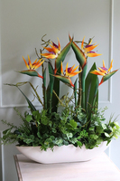 Big Laos Sukulenty & Strelicja, egzotyczna kompozycja w białej donicy, wym.82x75cm