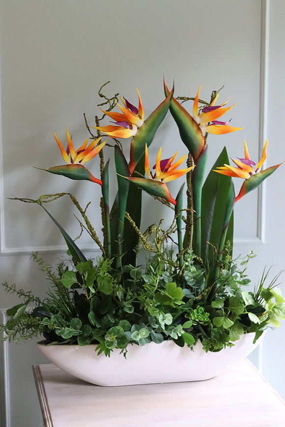 Big Laos Sukulenty & Strelicja, egzotyczna kompozycja w białej donicy, wym.82x75cm