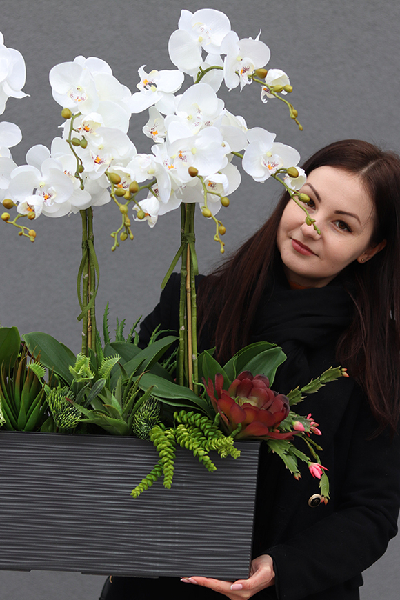 Kolenate Antracyt, storczyki z sukulentami w podłużnej donicy, wys.74cm 