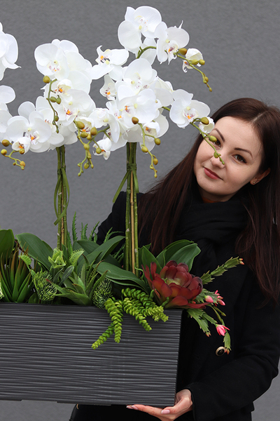 Kolenate Antracyt, storczyki z sukulentami w podłużnej donicy, wys.74cm 