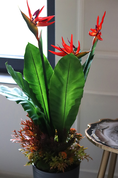 oryginalna kompozycja Strelicja Genassa Red, wym.145cm