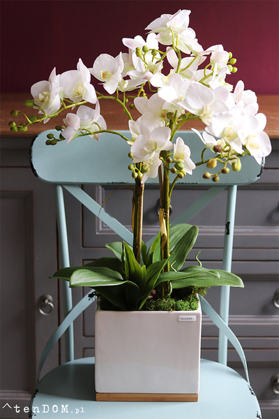 Ivette, gumowy storczyk w donicy z drewnianą podstawą, wys.68cm 