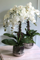 elegancki storczyk w srebrnej donicy glamour, Raja Big, wys.68cm