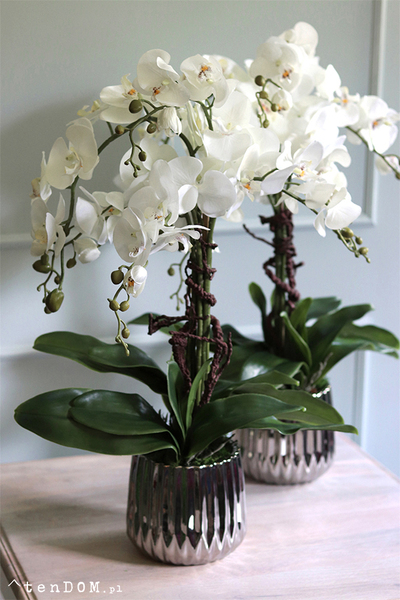 elegancki storczyk w srebrnej donicy glamour, Raja Big, wys.68cm