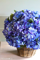 bardzo bogaty kosz hortensji, Blue Provance Azur, wym.52x48cm
