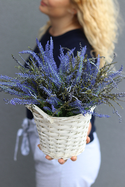 Urocze Wrzosowisko, kompozycja z wrzośców w wiklinowym koszu, wym.40x36cm  