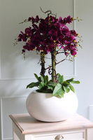 bardzo duży storczyk Grande Belezza Fiolet, wys.100cm 