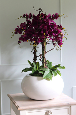 bardzo duży storczyk Grande Belezza Fiolet, wys.100cm 