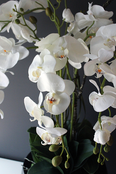 efektowny storczyk Fiberglass Grande Black Shine w czarnej donicy, wys.85cm 