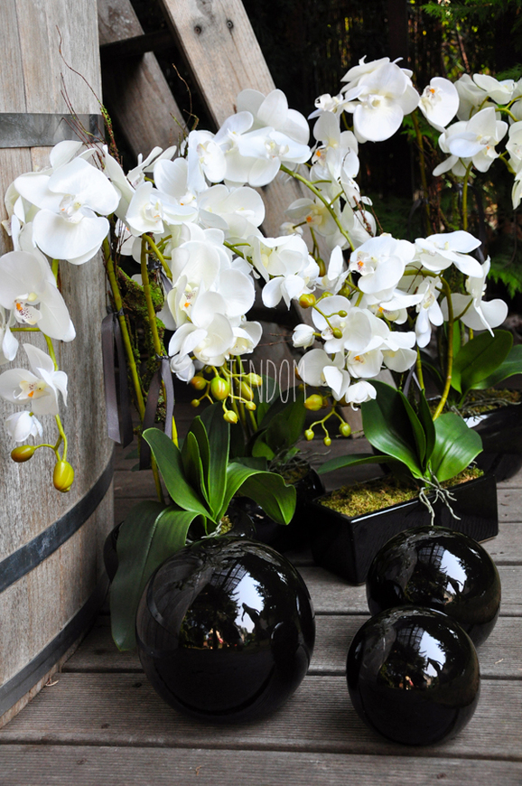 storczyk w czarnej okrągłej donicy Black 3, wys.60cm