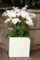 duży storczyk Marco Grande, wys. ok.120cm 