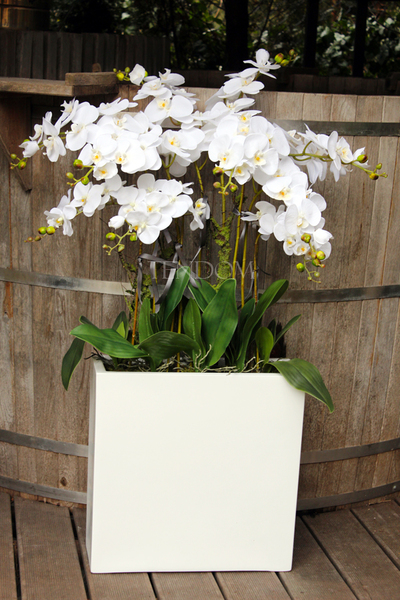 duży storczyk Marco Grande, wys. ok.120cm 