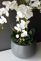 efektowny storczyk Fiberglass Grande Grey Matt w szarej matowej donicy, wys.85cm