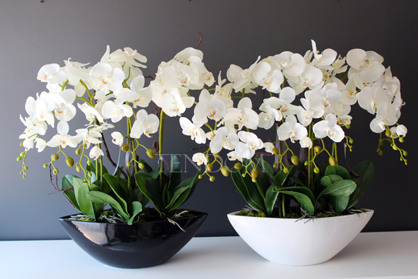 storczyk Laos Big w białej donicy wys.67cm