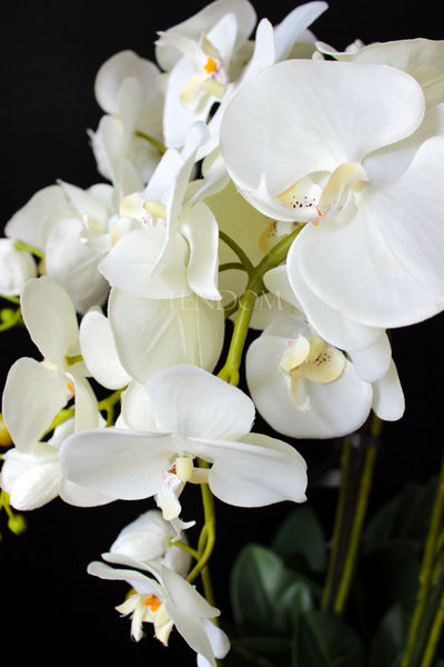 storczyk Santana w plastikowej donicy, idealny jako wkład do innych donic, wys.80cm