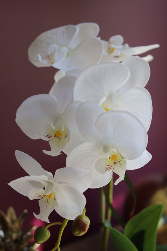 biały sztuczny storczyk, Polly Mini, wys.43cm 