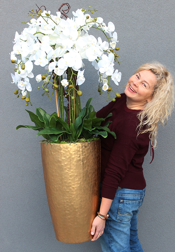 bardzo elegancki storczyk Złota Bajka, wys.130cm