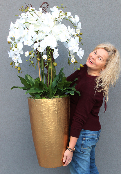 bardzo elegancki storczyk Złota Bajka, wys.130cm